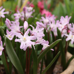 Хіонодокса forbesii Rosea 5/+
