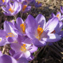 Крокус ботанічний Barr's Purple 5/7