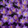 Крокус ботанічний Barr's Purple 5/7