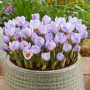 Крокус ботанический Blue Pearl 5/7