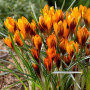 Крокус ботанический Orange Monarch 5/7