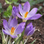 Крокус ботанический Rosalind 5/7