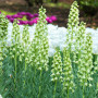 Фритилария Persica Ivory Bells 20/+