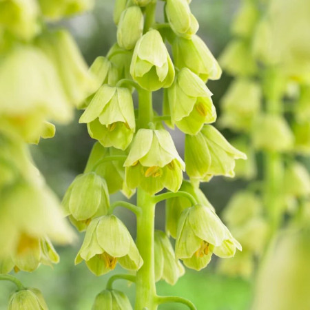 Фритилария Persica Ivory Bells 20/+