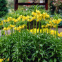 Фритилария Maxima Lutea 18/20