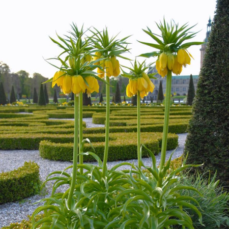 Фритилария Maxima Lutea 18/20