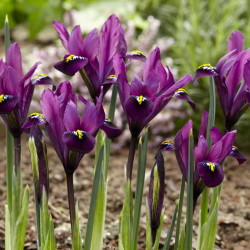 Ирис сетчатый Purple Hill 6/+
