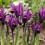 Ірис сітчастий Purple Hill 6/+