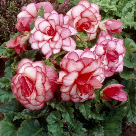 Бегония Пикоти Bouton de Rose