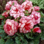 Бегония Пикоти Bouton de Rose