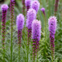 Лиатрис spicata (сиреневый) опт
