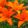 Лилия Азиатская Orange Summer 16/18