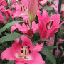Лилия ОТ-гибрид Corvette 22/24