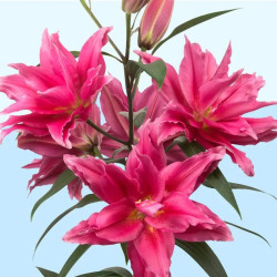 Лілія Махрова Roselily Elena 16/18