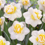Нарцисс махровый First Date 12/14