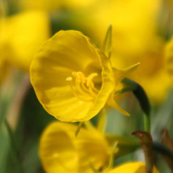 Нарцисс миниатюрный Golden Bells Hybrids 7/8