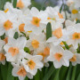 Нарцисс Тацета Kapiti Peach 12/14