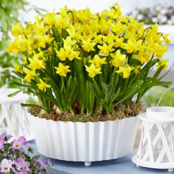 Нарцисс миниатюрный Tete-A-Tete 10/12