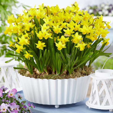 Нарцисс миниатюрный Tete-A-Tete 10/12