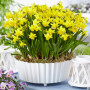 Нарцисс миниатюрный Tete-A-Tete 10/12