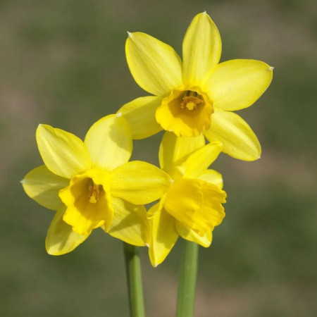 Нарцисс миниатюрный Tete-A-Tete 10/12