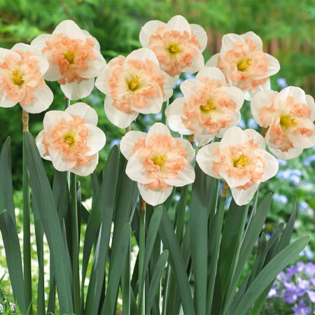 Нарцис корончастий Pink Wonder 12/14