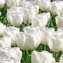 Тюльпан простой White Prince 11/12