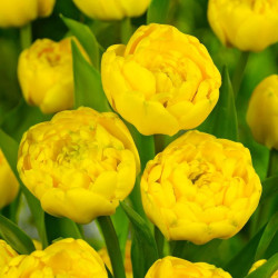 Тюльпан махровый Yellow Pompenette 10/11