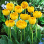 Тюльпан махровый Yellow Pompenette 10/11