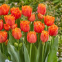 Тюльпан махровий оторочений Orange Passion 11/12