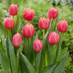 Тюльпан махровый Pink Symbiose 11/12