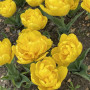 Тюльпан махровый Yellow Baby 9/10